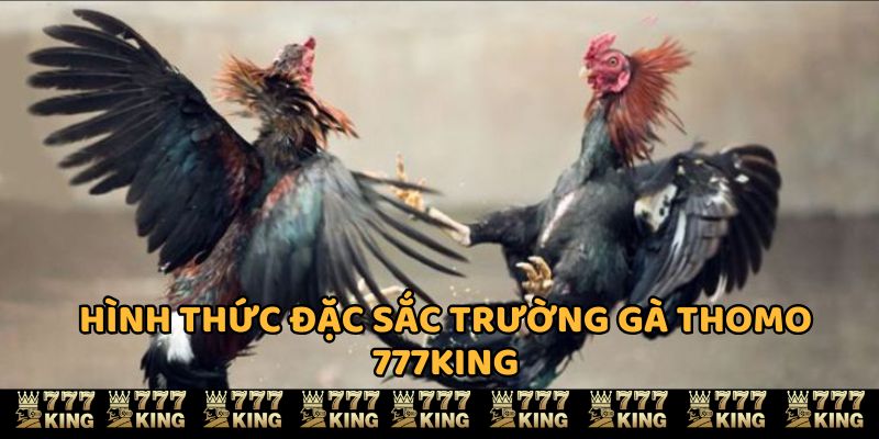 Hình thức đặc sắc tại trường gà Thomo 777KING