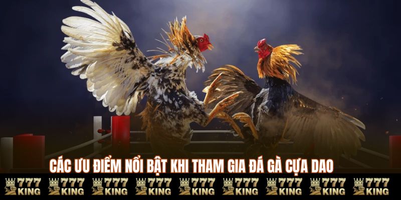 Các ưu điểm nổi bật khi tham gia đá gà cựa dao 777king